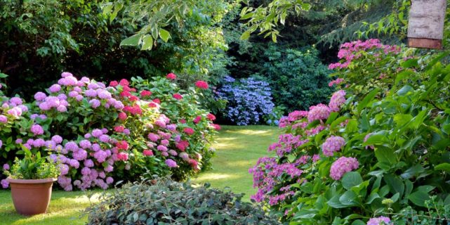 Virtual Garden Tour Fundraiser